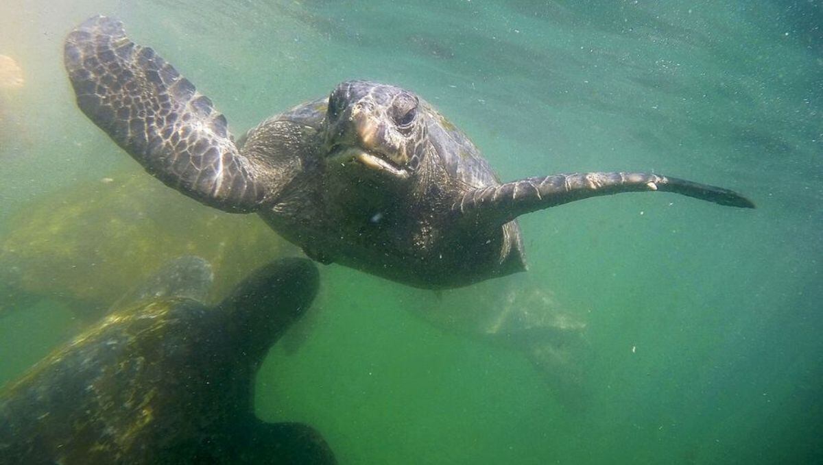 Es, también, el refugio de tortugas marinas. (Archivo / El Comercio)