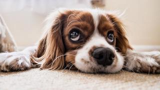 Estudio explica por qué los perros hacen "ojitos" | FOTOS