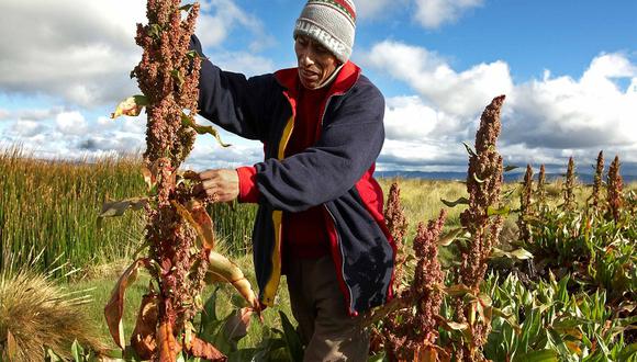 Perú, primer productor y exportador de quinua 