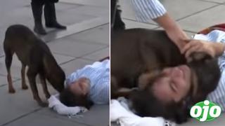 Perrito callejero consuela a un actor que interpretaba a un herido |VIDEO