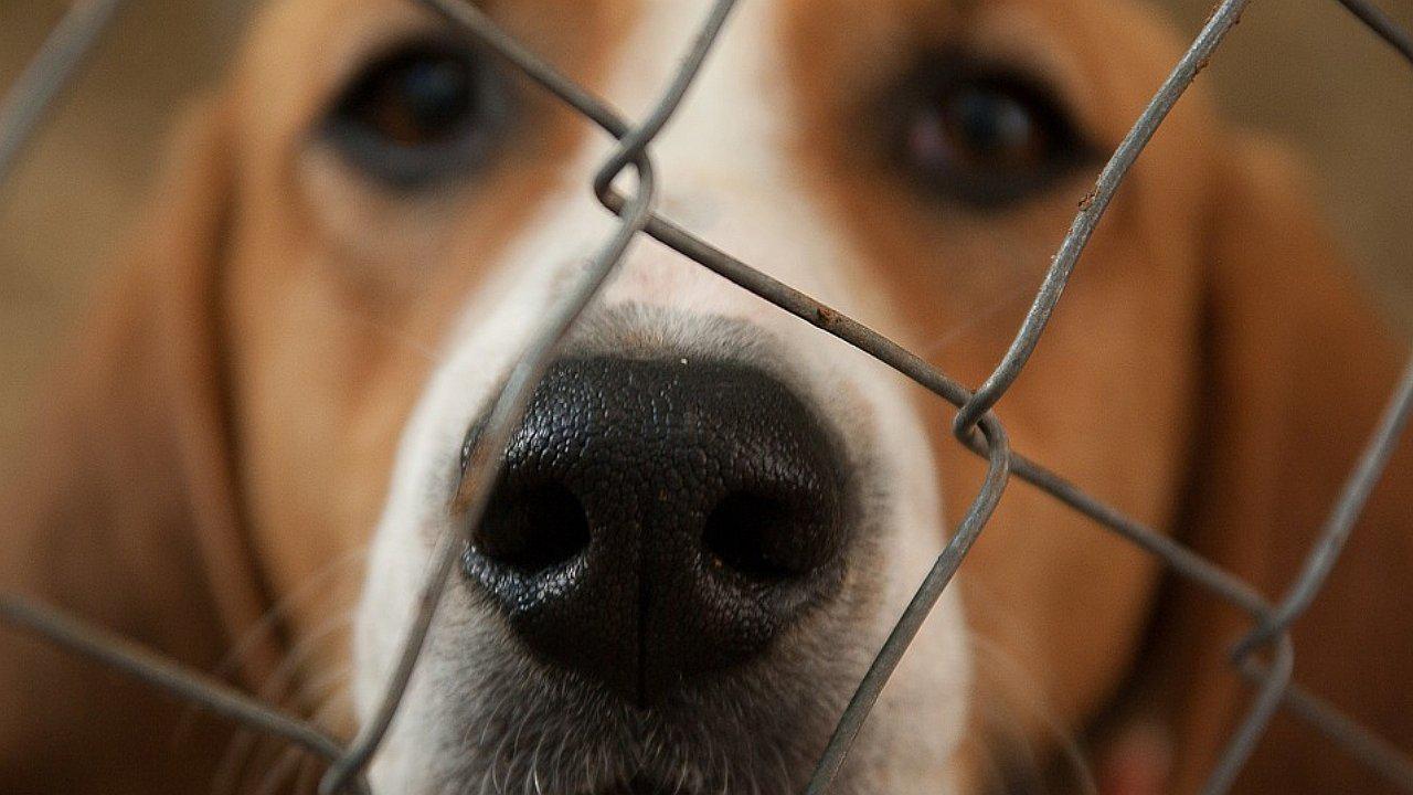 Falsa noticia de "sacrificio" de perros en San Miguel se divulgó y autoridades responden 