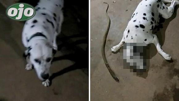 Perro dálmata da su vida por su dueño protegiéndolo de venosa serpiente cobra