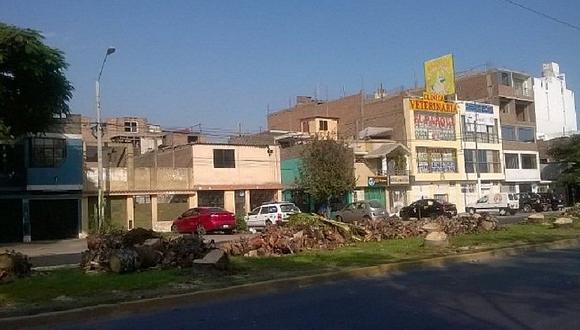 Municipalidad de Lima: Tala de palmeras fue tramitada por comuna de Los Olivos