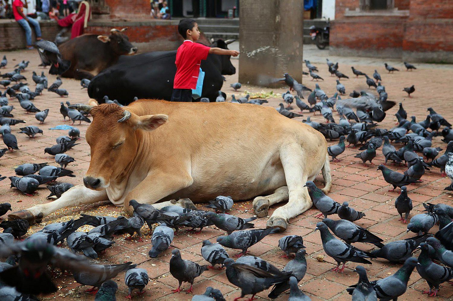 India: Gobierno estudia crear refugios para las vacas abandonadas