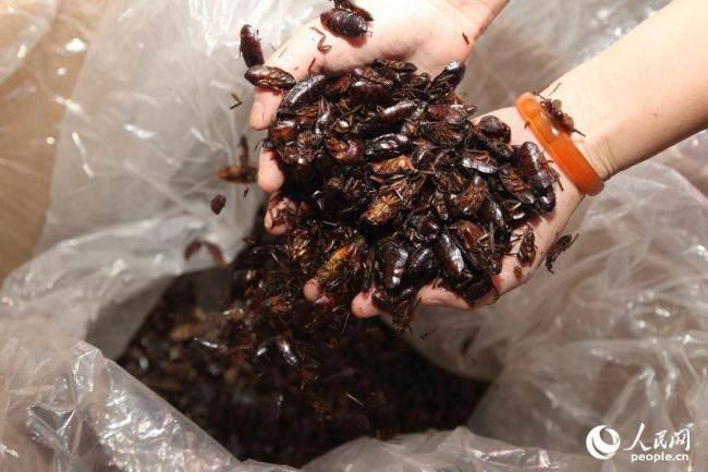 Mujer vive con 100 000 cucarachas porque son sus "bebés"