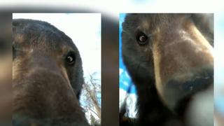 Cazador encontró una cámara perdida con grabaciones tomadas por un oso | VIDEO