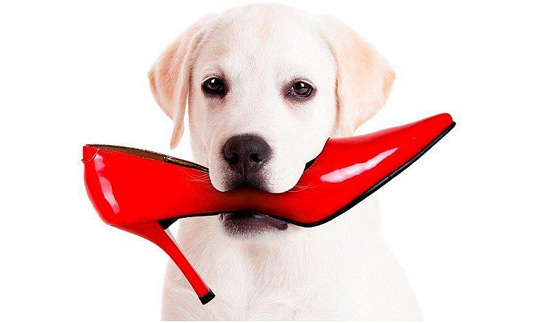 Perros: 3 formas para evitar que muerda todas las cosas