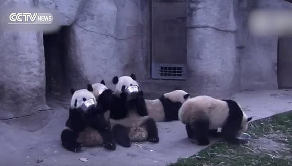 YouTube: Ositos panda hambrientos son la sensación en las redes [VIDEO]