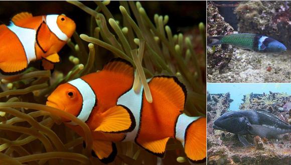 ​Peces como el famoso Nemo cambian de sexo de hembra a macho