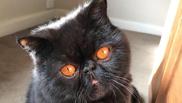 Un adorable gato conquistó los corazones de los usuarios de las redes sociales con su peculiar mirada. | Crédito: @goodboigremlin / Instagram.