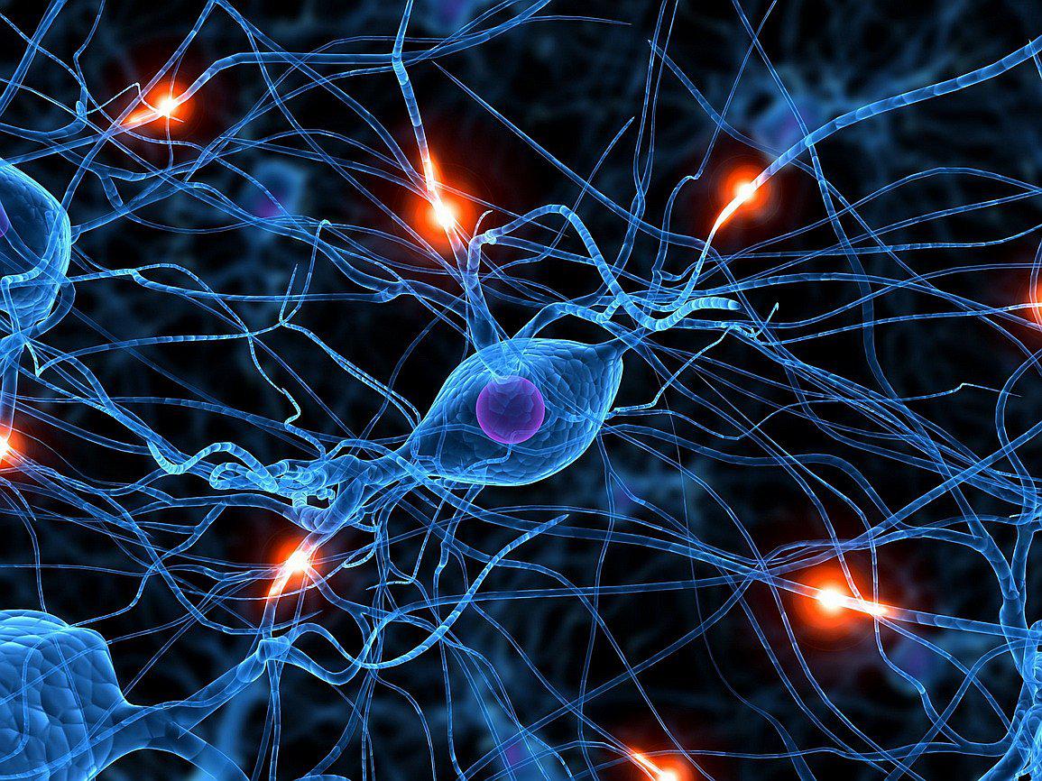Científicos crean neuronas y las usarán para reparar daños en médula 