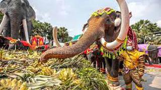 Elefantes reciben tremendo banquete de frutas al recibir justo homenaje por su día