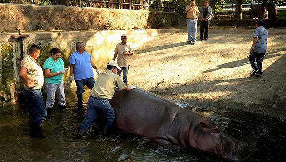 Animales: Proponen 6 años cárcel por maltrato tras asesinato de hipopótamo 