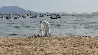 Ancón: encuentran aves muertas en playa Las Conchitas