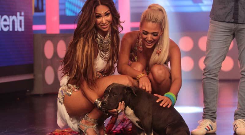 Esto Es Guerra: Melissa Loza encantada con 'Potrito', el perro de Guty Carrera  