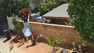 Una adolescente se enfrenta a un oso para salvar a sus perros | VIDEO