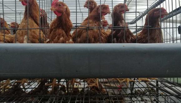Obtener huevos de las gallinas es un proceso cruel y el consumidor suele ignorarlo o restarle importancia.