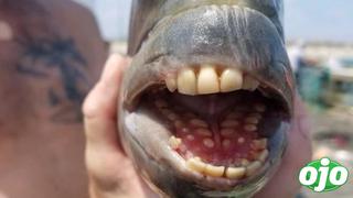 Descubren pez con dientes que parecen de humanos | FOTOS