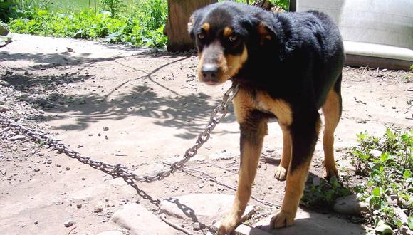 Muere perro que ataron para celebrar Año Nuevo y dejaron sin agua y comida