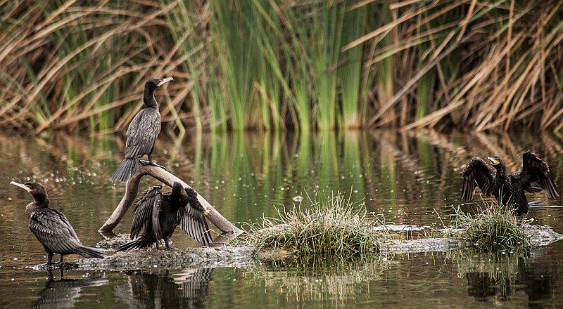 Pantanos de Villa: Un refugio de vida silvestre a un paso de Lima 