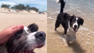 Perro con ceguera pasea por la playa por primera vez en su vida y su felicidad es más que evidente