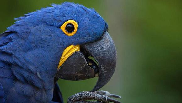 Nace ejemplar de guacamayo azul y salva su especie de la extinción