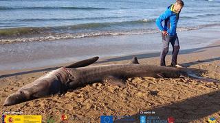 Tiburón muere por ingesta de plásticos: animal tenía redes y tapón en su interior