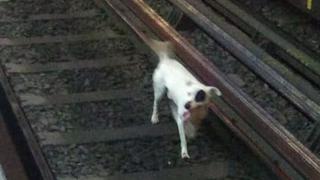 Un perrito baja a las vías del metro de CDMX y obliga al personal a cortar la electricidad
