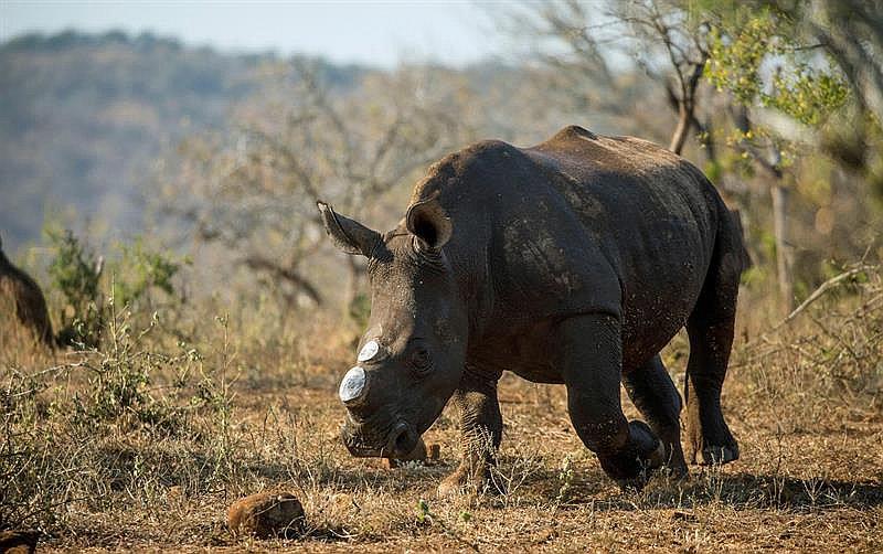 ​Cortarán cuernos a rinocerontes para salvarlos de cazadores furtivos (VIDEO)