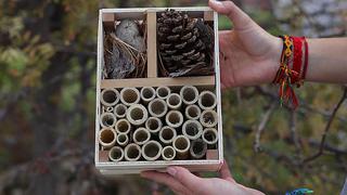 ​"Hoteles" sirven para proteger y salvar a las abejas silvestres (VIDEO)