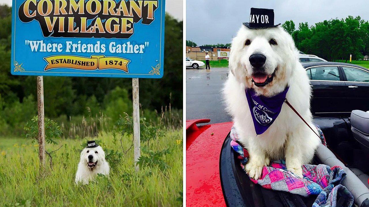 Perrito fue 4 años alcalde de un pueblo y fallece luego de 6 meses de haber dejado el puesto