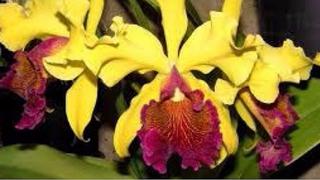 Conozca los detalles de la XII Exposición Internacional de Orquídeas