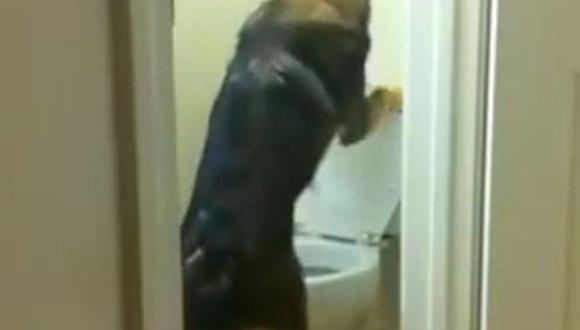 YouTube: Perro levanta la tapa y orina en inodoro [VIDEO] 