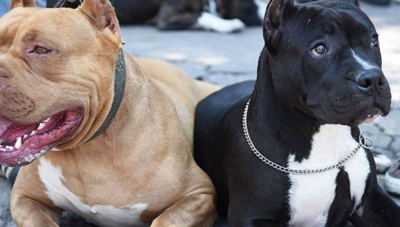 Denuncian que personas inescrupulosas roban perros. Foto: Andina/referencial