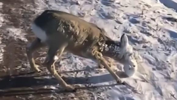 El corzo, un animal de la familia de los ciervos, se encontraba con los ojos y el hocico cubiertos por una gruesa capa de hielo. (Foto: Captura de pantalla)