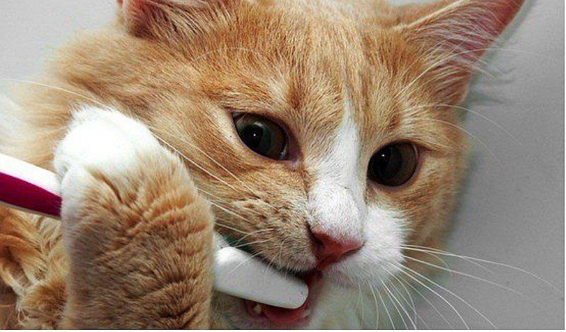 Gatos: 3 maneras para limpiar los dientes de un felino