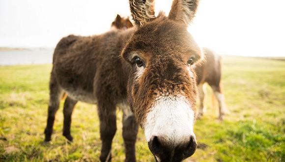 ​Humanos empezaron a domar burros hace al menos 4,700 años