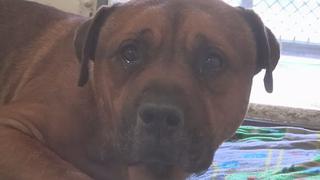 Perrito abandonado y llorando conmueve en redes sociales (VIDEO)