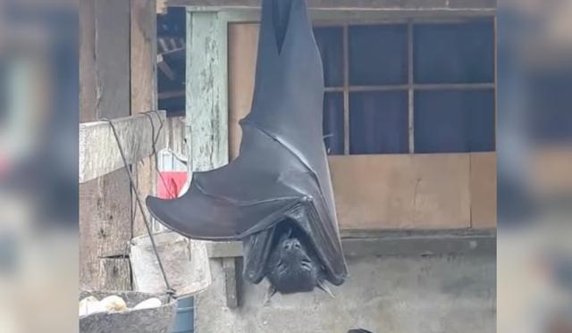 Foto 1 de 3 | Un usuario publicó en redes sociales la fotografía de un murciélago gigante de “tamaño humano” que fue encontrado en Filipinas. (Foto: Twitter/@AlexJoestar622)