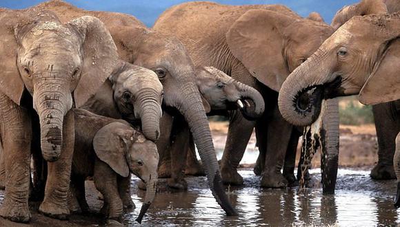 Los elefantes reconocen lenguaje humano y son más agresivos con hombres