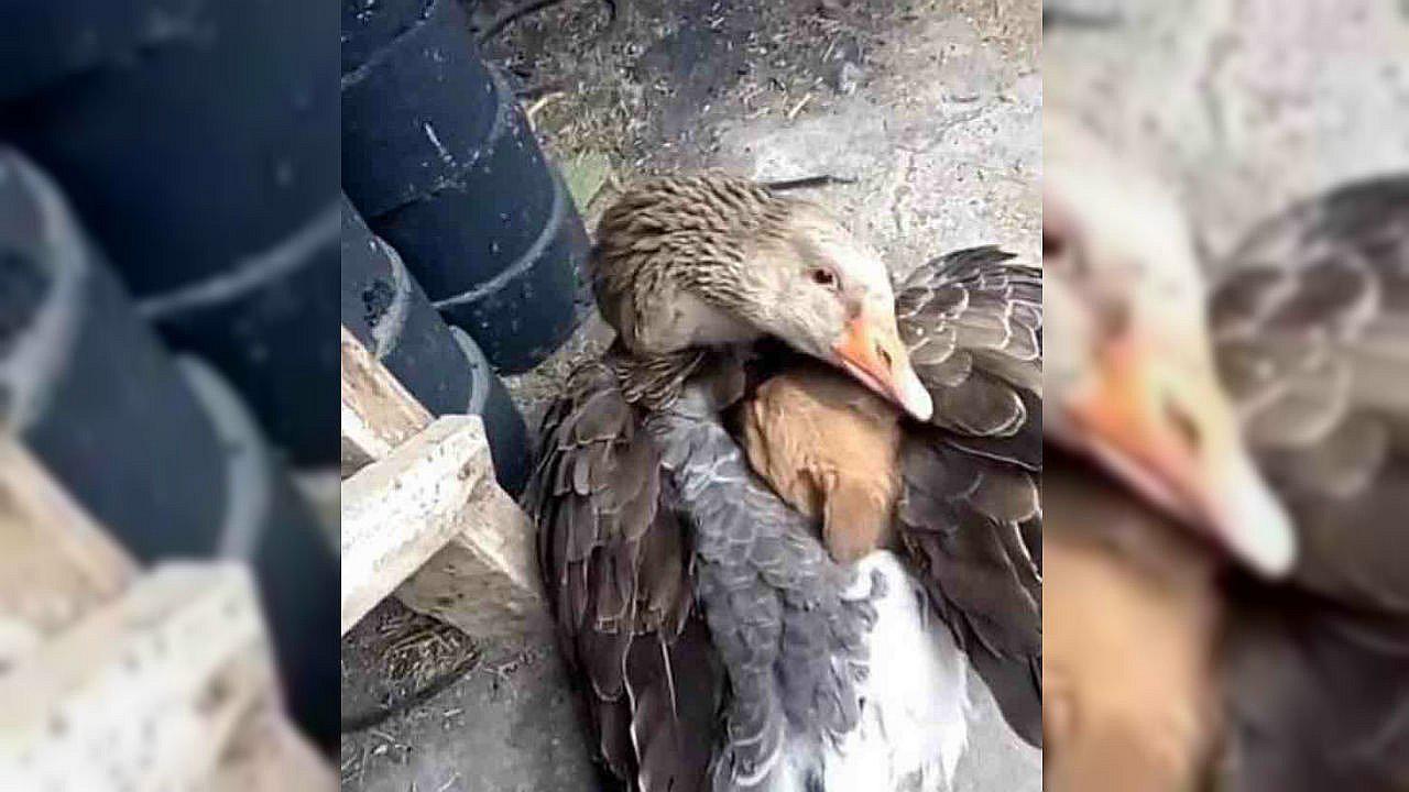 Pato abraza a cachorro para evitar que muera de frío en Estados Unidos