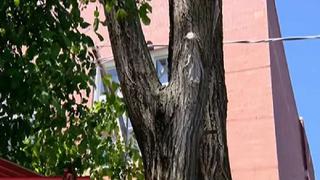 YouTube: Sorprendente imagen de la Virgen María aparece en un árbol [VIDEO]