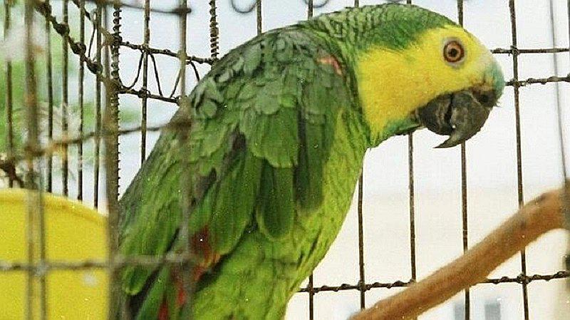 Loro es arrestado porque avisaba a narcos de la llegada de policías