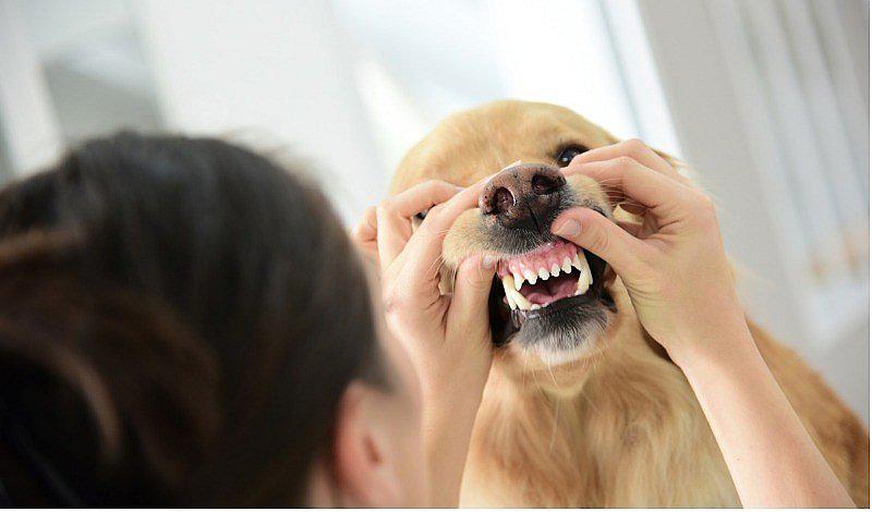 7 problemas comunes dentales en los perros
