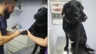Perro obediente va al veterinario y no le teme a las vacunas (VIDEO)