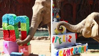 La elefante Trompita cumple 61 años y le celebran fiesta de cumpleaños como sensación del zoológico | VIDEO