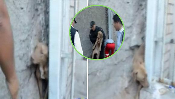 Bomberos rescatan a perrito atrapado en un zanjón en San Miguel (VIDEO)