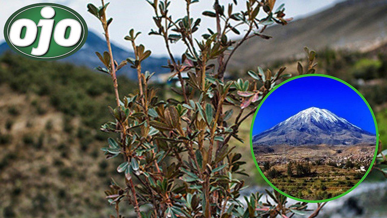 Serfor reforestará 100 hectáreas de bosque de queñual de la falda del volcán Misti