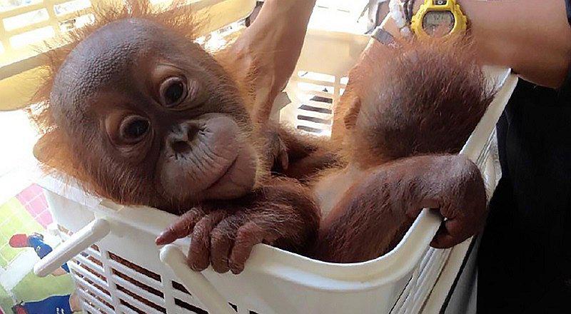¡Dos orangutanes bebé se salvan gracias a WhatsApp! Descubre cómo...
