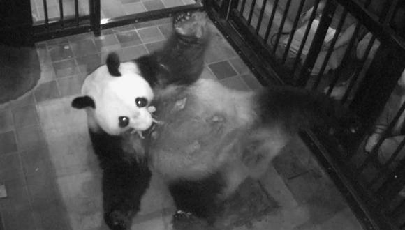 Nace por primera vez en 5 años un oso panda gigante en un zoo de Tokio 